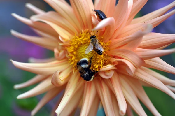 Bumblebee, bee and bug on flower of the dahlia