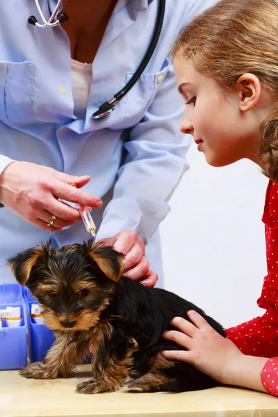 Veterinary treatment - vaccinating the Yorkshire puppy