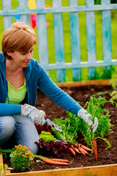Gardening, cultivation - woman and organically grown carrots