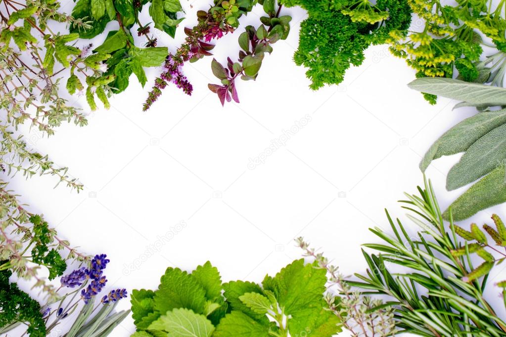 Herbs frame over white background — Stock Photo © Gorilla 48205921