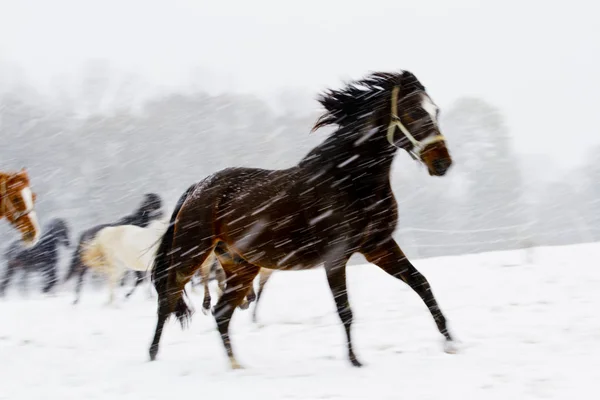 Horses in winter