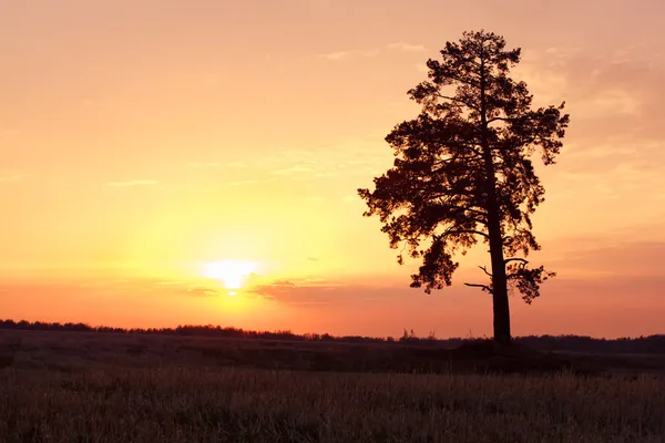 Pine tree