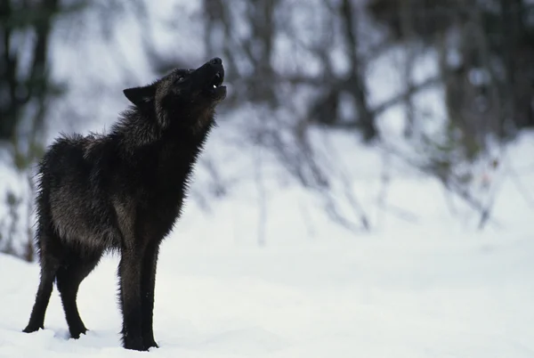 Wolf Howling in Snow