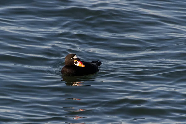 Surf Scoter