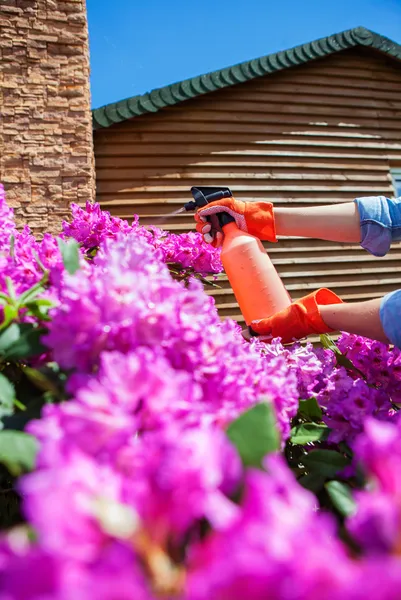 Protecting azalea plant from fungal disease