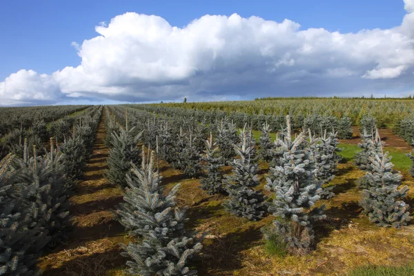 Tree farm, open fields Oregon.