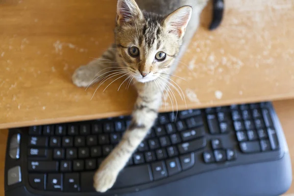 Cat with Keyboard