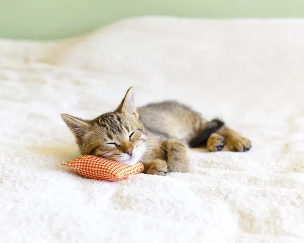 Small Kitty With Red Pillow