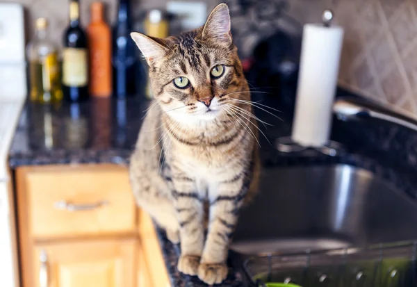 Young Cat In The Kitchen