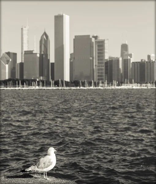 Sea Gull With Blurred Chicago Skyline As Vintage Postcard