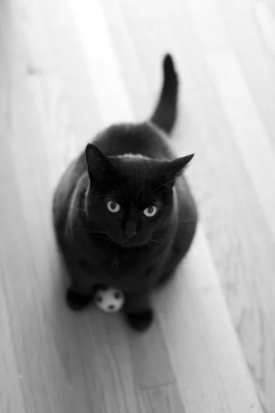 Cat with Soccer Ball (High Contrast)