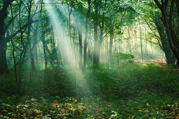 Sun rays between trees in forest