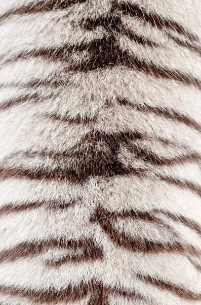 White bengal tiger fur