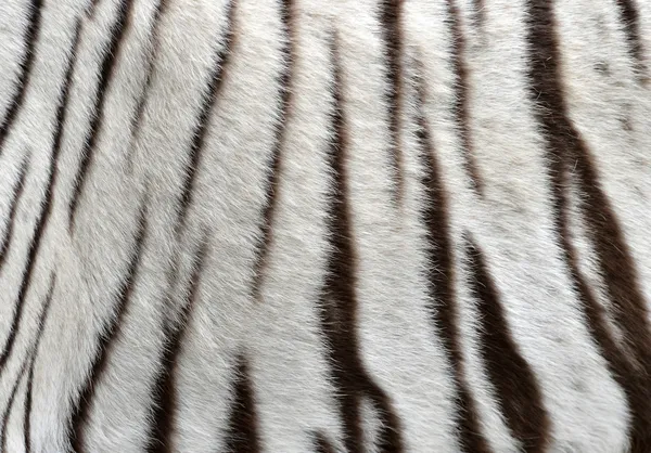 White bengal tiger fur