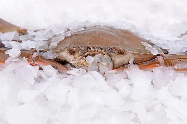 Crab freeze in ice