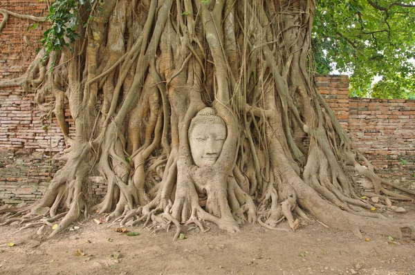 Head of sandstone buddha in the bodhi tree roots