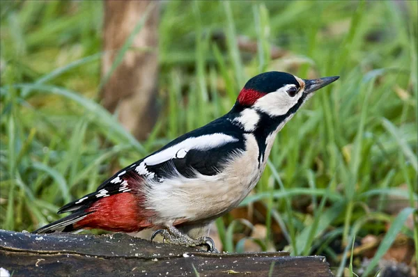 Bird Great Spotted Woodpecker makes holes in the tree to catch worms. :