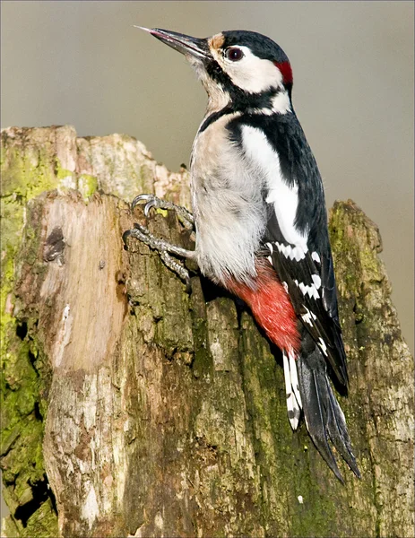 Bird Great Spotted Woodpecker makes holes in the tree to catch worms. :