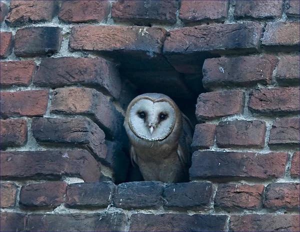 Bird Barn Owl Its nest is in a hole in the wall.