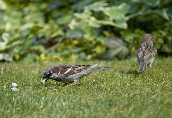 Bird the House Sparrow is back on the rise!