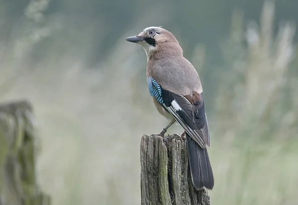 Bird Jay is a multicolored Crow-like.