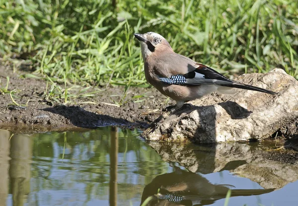 Bird Jay is a multicolored Crow-like.