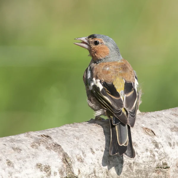 Bird The Chaffinch has a beautiful plumage and a beautiful pink breast.
