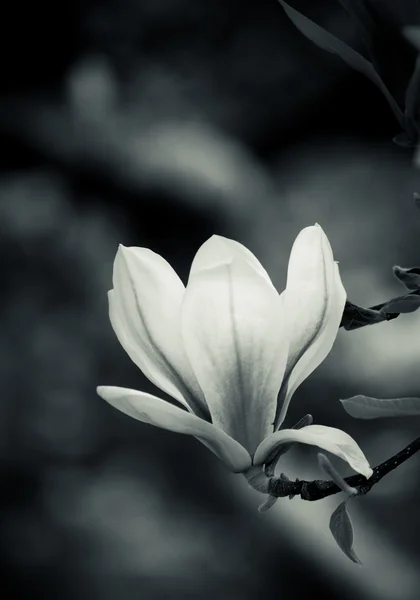 Black and white magnolia