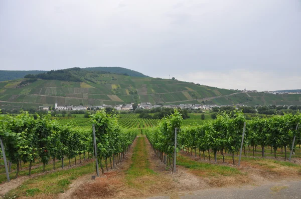 Vineyards in germany near mosel river