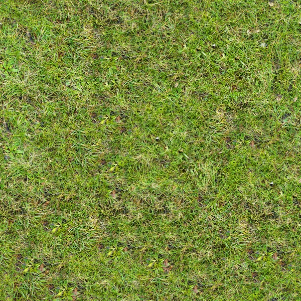 Grass Texture.