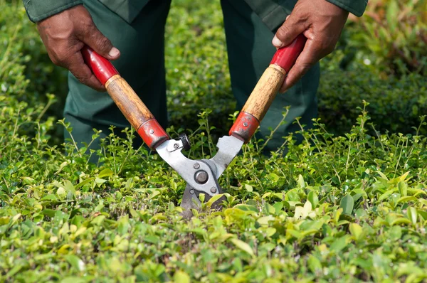 Gardening