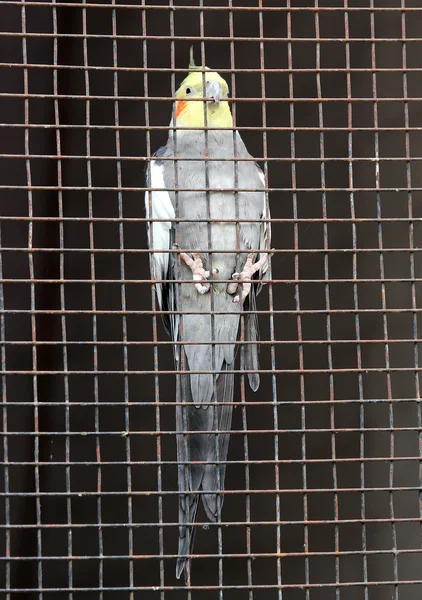 Beautiful cockatiel bird in a cage with yellow feathers on the h