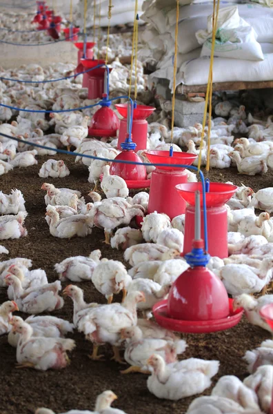 Poultry farm with young white chicken being bred for meat