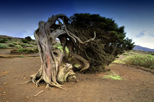 Native tree twisted by the force of wind, Sabinar El Hierro