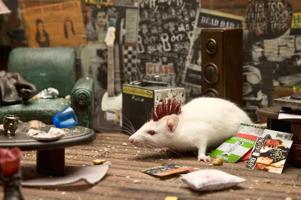 Room for punk mouse
