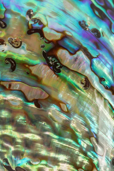 Close up Background of blue, green and purple abalone pearl shel