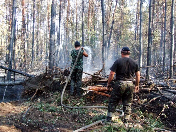 Firemen fighting a bushfire