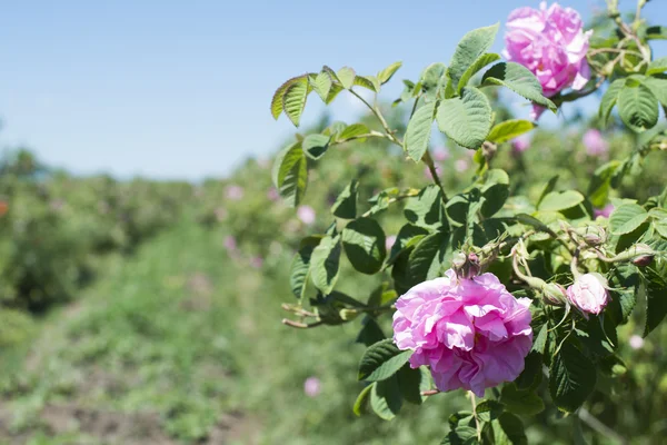 Plantation crops roses