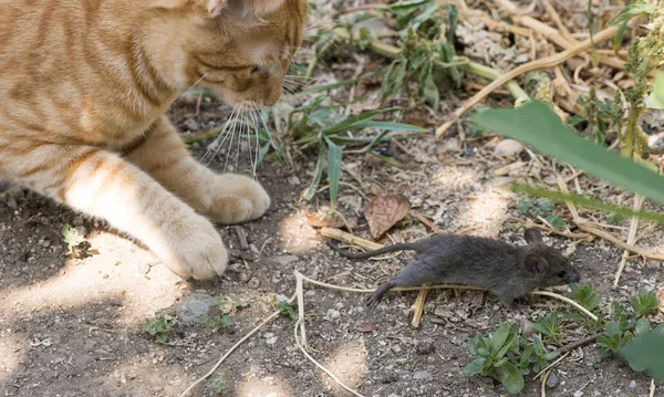 Cat and mouse in garden