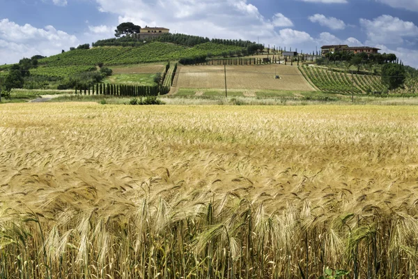 Cereal crops and farm in Tuscany