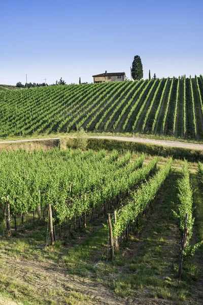 Vineyards in Tuscany