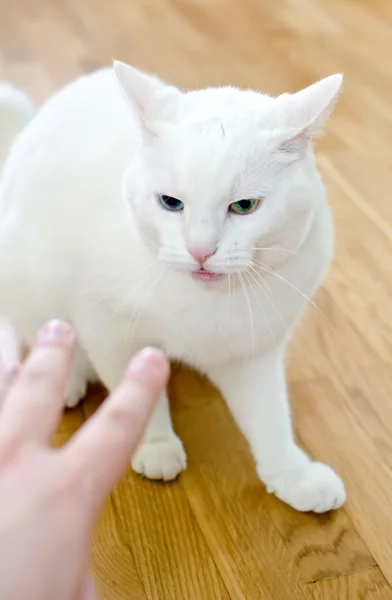 Man\'s hand trying to touch angry cat