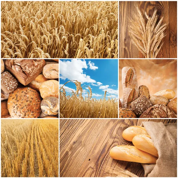 Wheat harvest concept