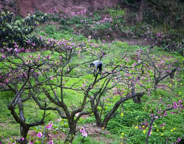 Chinese Peasant Working in Orchard Peach Tree Village Chengdu Si