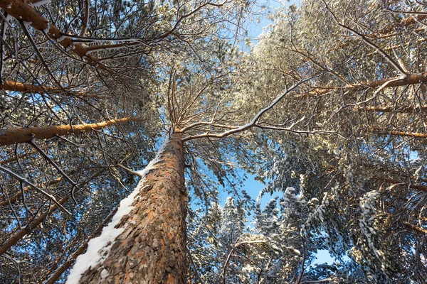 Wide angle shot of the crown of pine tree forest in winter, ural