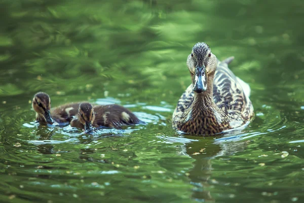 Mother-duck and ducklings
