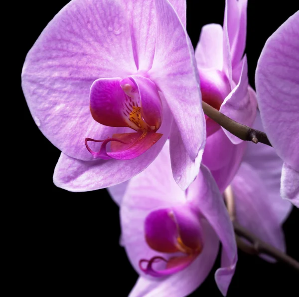 Bouquet of magenta orchids