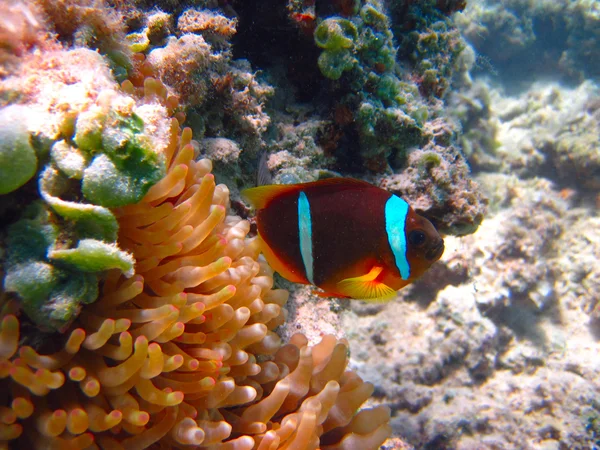 Underwater life of tropical sea