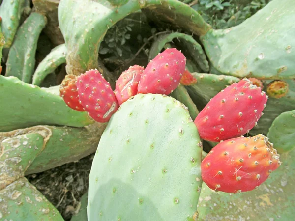 Cactus Leaf with Red Cactus Fruits on It