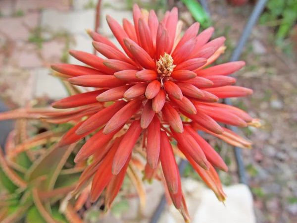 Exotic Red Flower